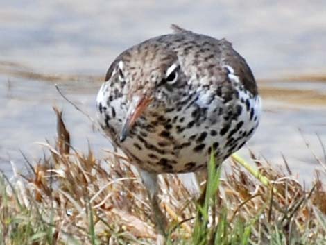 Spotted Sandpiper (Actitis macularius)