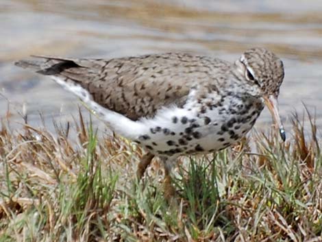 Spotted Sandpiper (Actitis macularius)