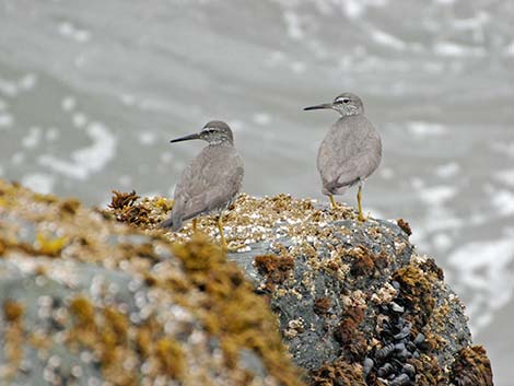 Wandering Tattler (Heteroscelus incanus)