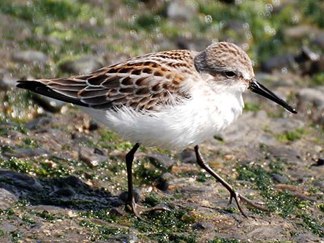 Western Sandpiper (Calidris mauri)