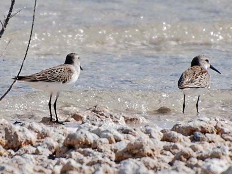 Western Sandpiper (Calidris mauri)