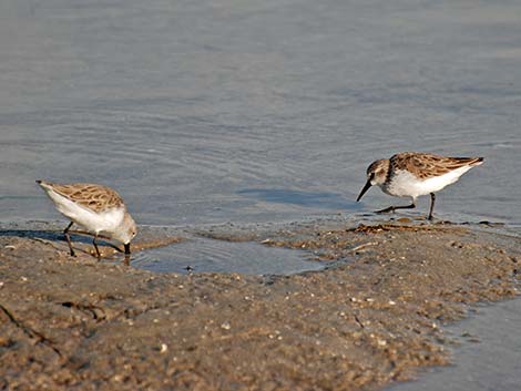 Western Sandpiper (Calidris mauri)