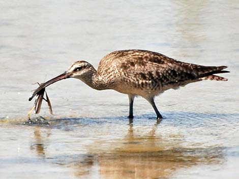 Whimbrel (Numenius phaeopus)