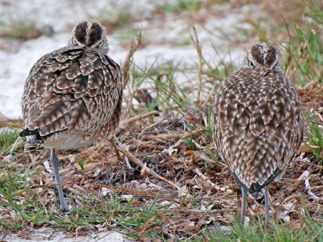 Whimbrel (Numenius phaeopus)