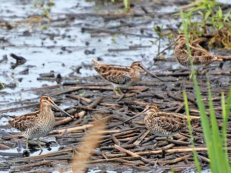 Wilson's Snipe (Gallinago delicata)