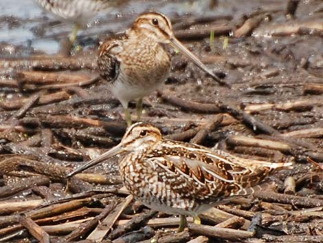 Wilson's Snipe (Gallinago delicata)