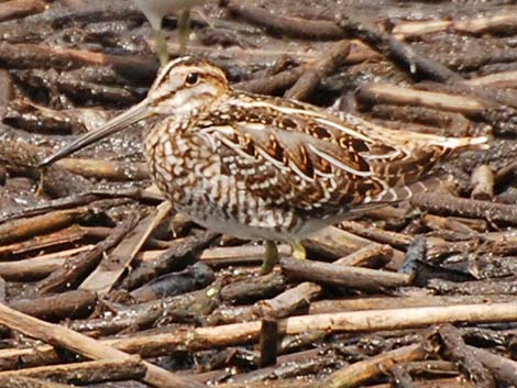 Wilson's Snipe (Gallinago delicata)