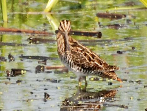 Wilson's Snipe (Gallinago delicata)