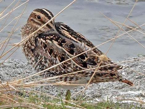 Wilson's Snipe (Gallinago delicata)