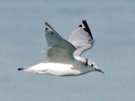 Black-legged Kittiwake (Rissa tridactyla)