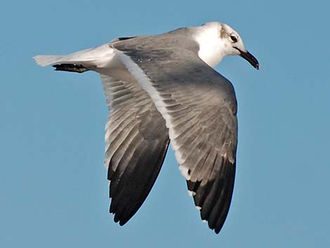 Laughing Gull (Leucophaeus atricilla)