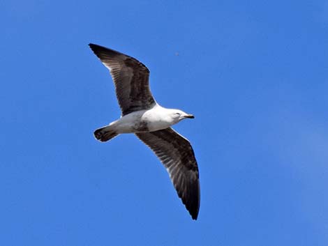 Lesser Black-backed Gulls (Larus fuscus)