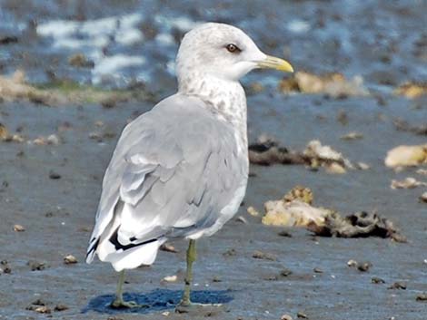 Mew Gull (Larus canus)