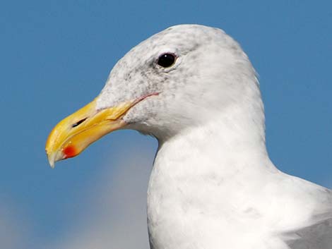 Olympic Gull (Larus glaucescens x occidentalis)