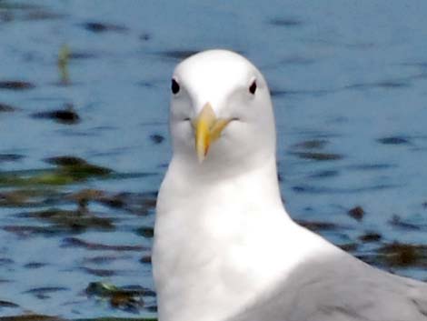 Olympic Gull (Larus glaucescens x occidentalis)