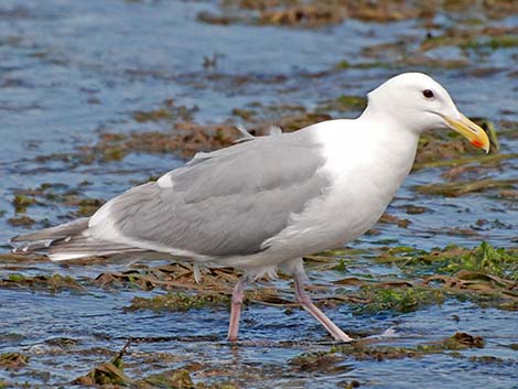 Olympic Gull (Larus glaucescens x occidentalis)