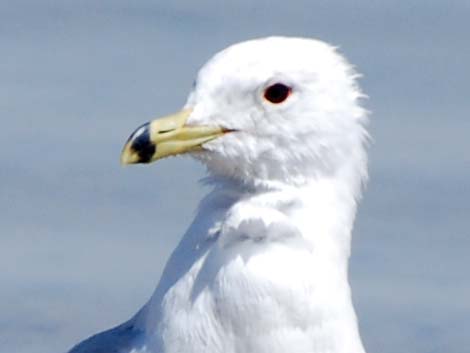 Ring-billed Gull (Larus delawarensis)