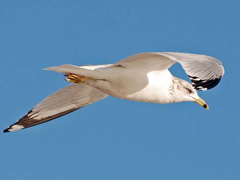 Ring-billed Gull (Larus delawarensis)