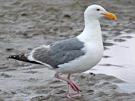 Western Gull (Larus occidentalis)