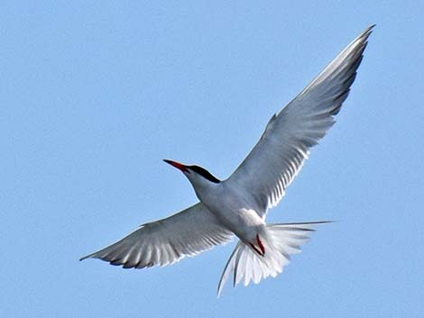 Common Tern (Sterna hirundo)