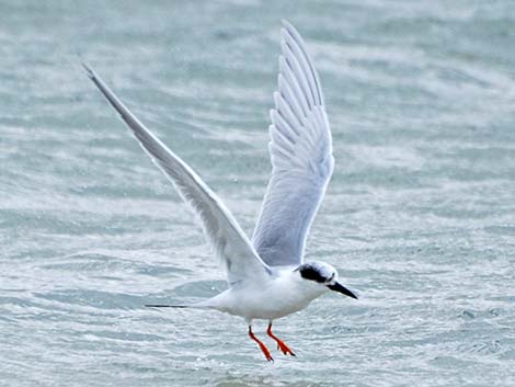 Forster's Tern (Sterna forsteri)