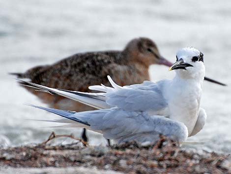 Sandwich Tern (Thalasseus sandvicensis)