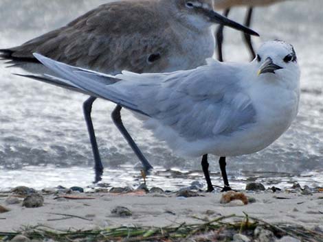 Sandwich Tern (Thalasseus sandvicensis)