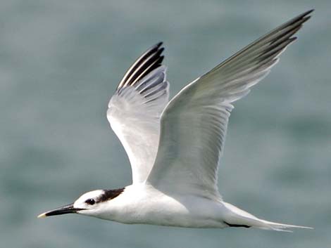 Sandwich Tern (Thalasseus sandvicensis)