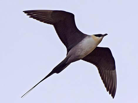 Long-tailed Jaeger (Stercorarius longicaudus)