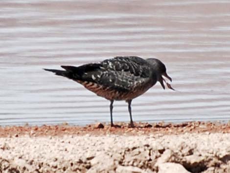 Long-tailed Jaeger (Stercorarius longicaudus)