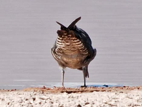 Long-tailed Jaeger (Stercorarius longicaudus)