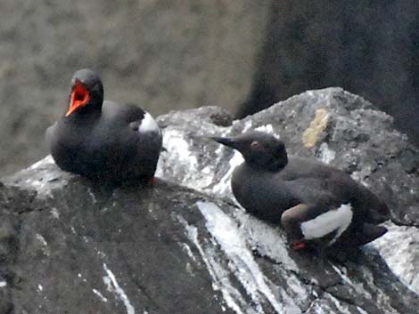 Pigeon Guillemot (Cepphus columba)