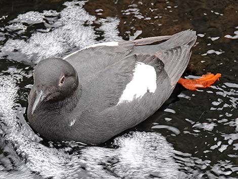 Marbled Murrelet (Brachyramphus marmoratus)