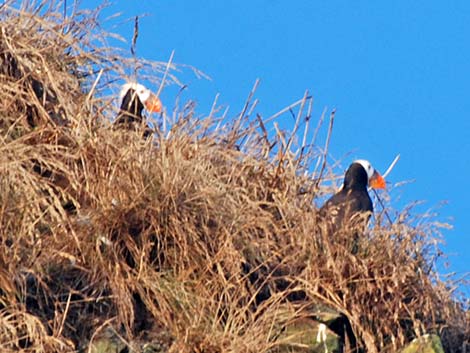 Tufted Puffin (Fratercula cirrhata)