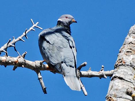 Band-tailed Pigeon (Patagioenas fasciata)