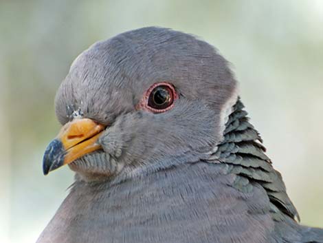 Band-tailed Pigeon (Patagioenas fasciata)