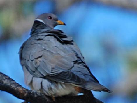 Band-tailed Pigeon (Patagioenas fasciata)