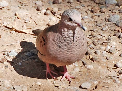 Common Ground-Dove (Columbina passerina)