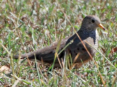 Common Ground-Dove (Columbina passerina)