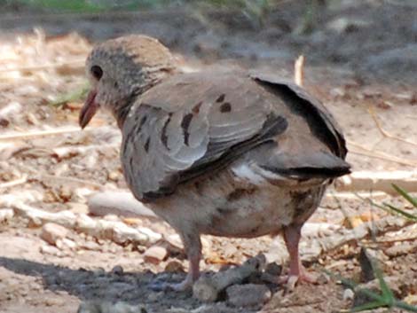 Common Ground-Dove (Columbina passerina)