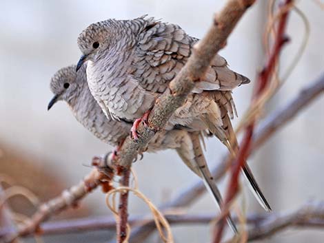 Inca Dove (Columbina inca)