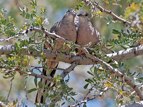 Inca Dove (Columbina inca)