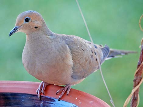 Mourning Dove (Zenaida macroura)