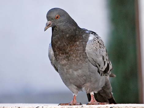 Rock Pigeon (Columba livia)