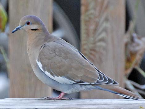 White-winged Dove (Zenaida asiatica)