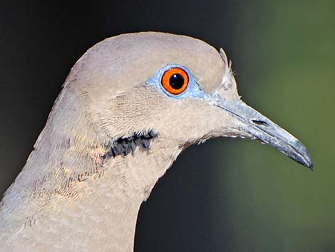 White-winged Dove (Zenaida asiatica)