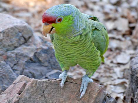 Lilac-crowned Parrot (Amazona finschi)