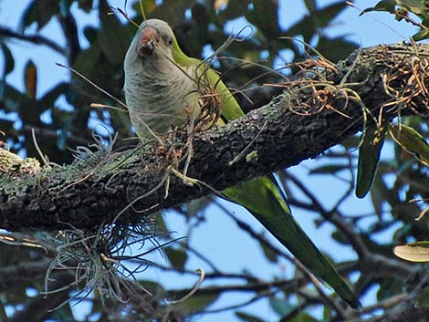 Monk Parakeet (Myiopsitta monachus)