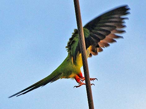 Nanday Parakeet (Nandayus nenday)