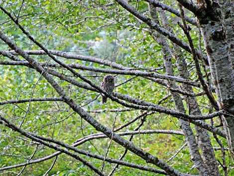 Barred Owl (Strix varia)